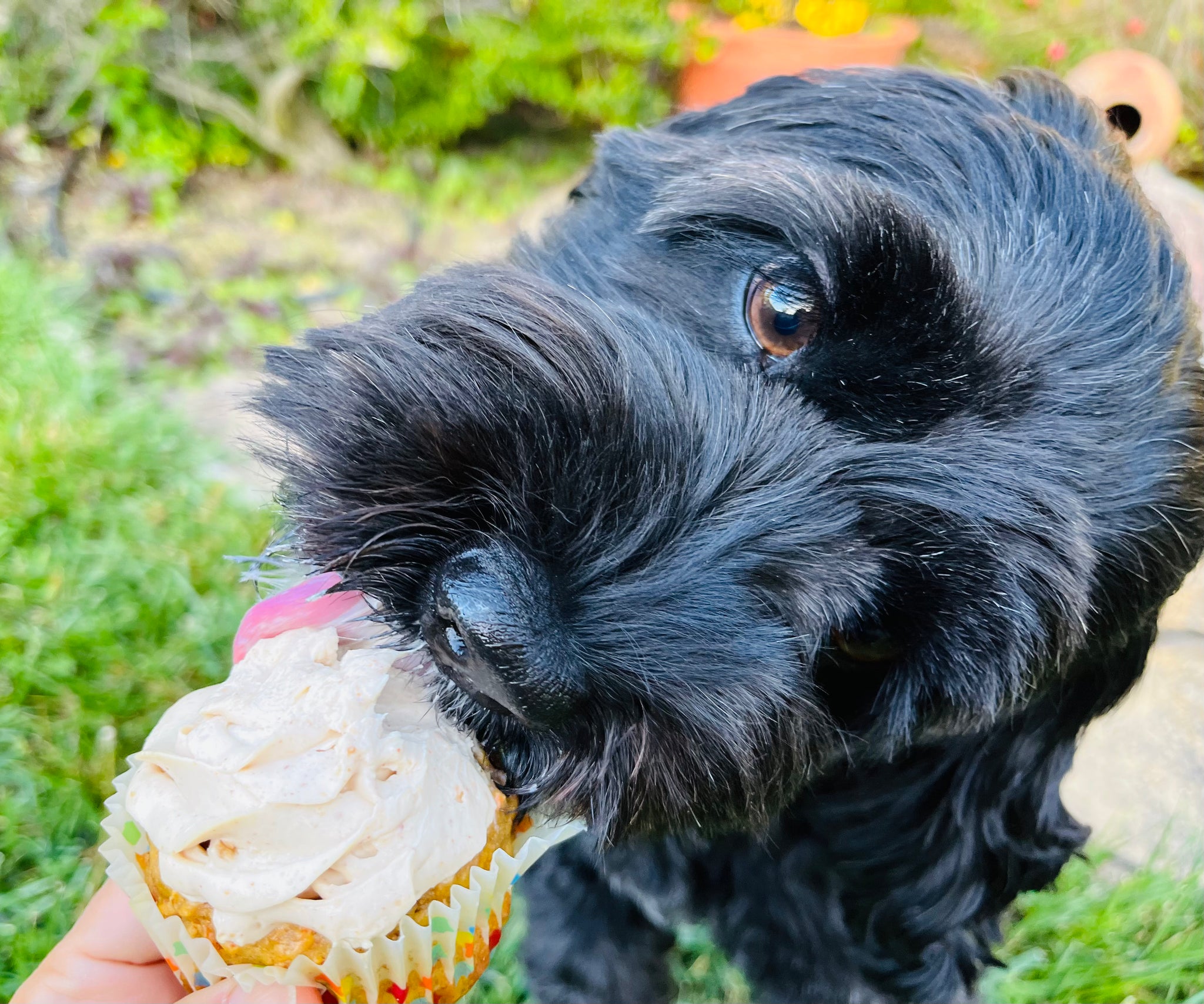 Image of a black dog eating our pupcakes