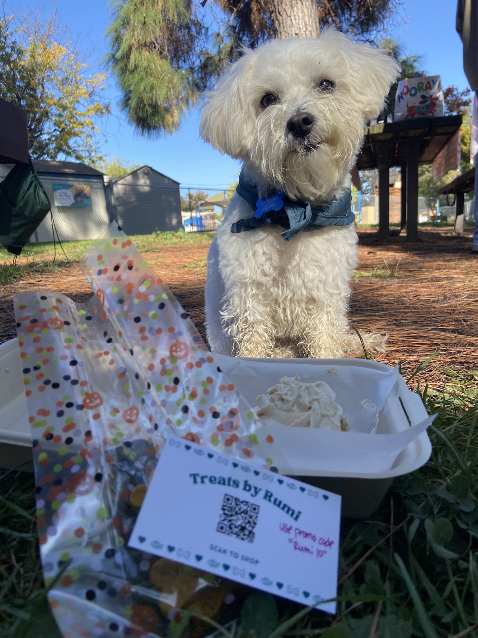 Image of a white dog in front of our pupcakes