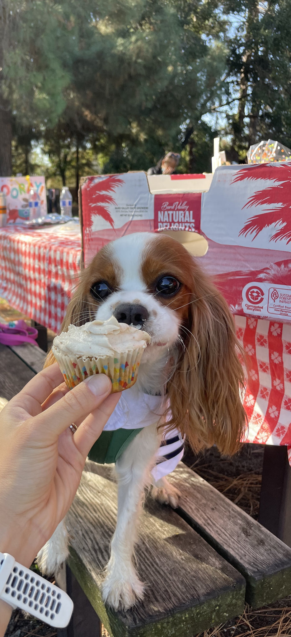 Image of a cavalier sniffing our pupcake