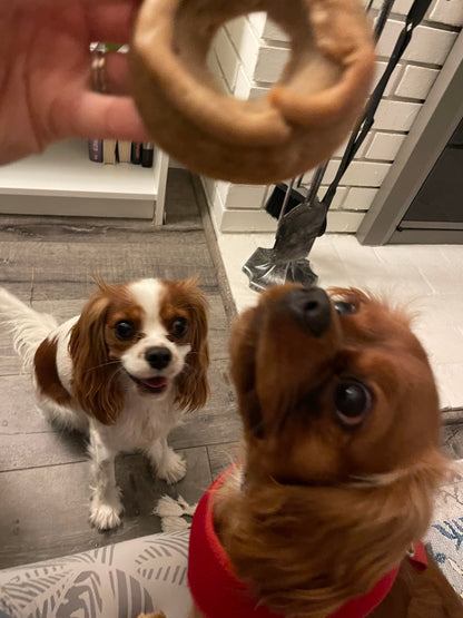 Image of two cavaliers waiting to eat a donut