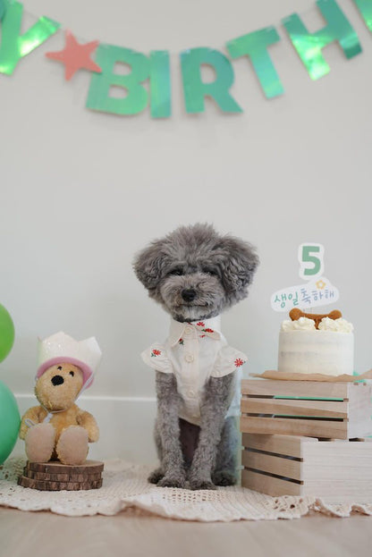 Grey dog posing next to our dog celebration cake