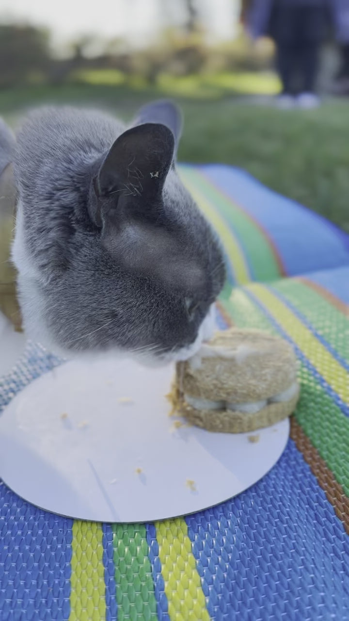 Cat Celebration Cake