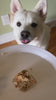 Video of white dog trying our cake